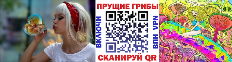 как найти   Киренск  Галлюциногенные грибы Psilocybe 